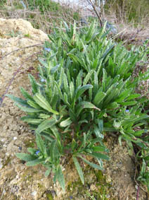 Anchusa arvensis